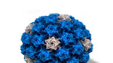 درباره واکسن پاپیلوما چه می دانید؟